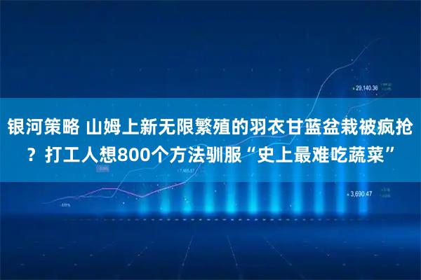 银河策略 山姆上新无限繁殖的羽衣甘蓝盆栽被疯抢？打工人想800个方法驯服“史上最难吃蔬菜”